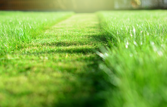 Fresh Cut Grass Wax Melt